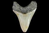 Fossil Megalodon Tooth - North Carolina #108890-2